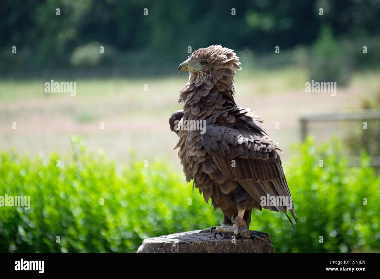 Orgogliosa eagle Foto Stock