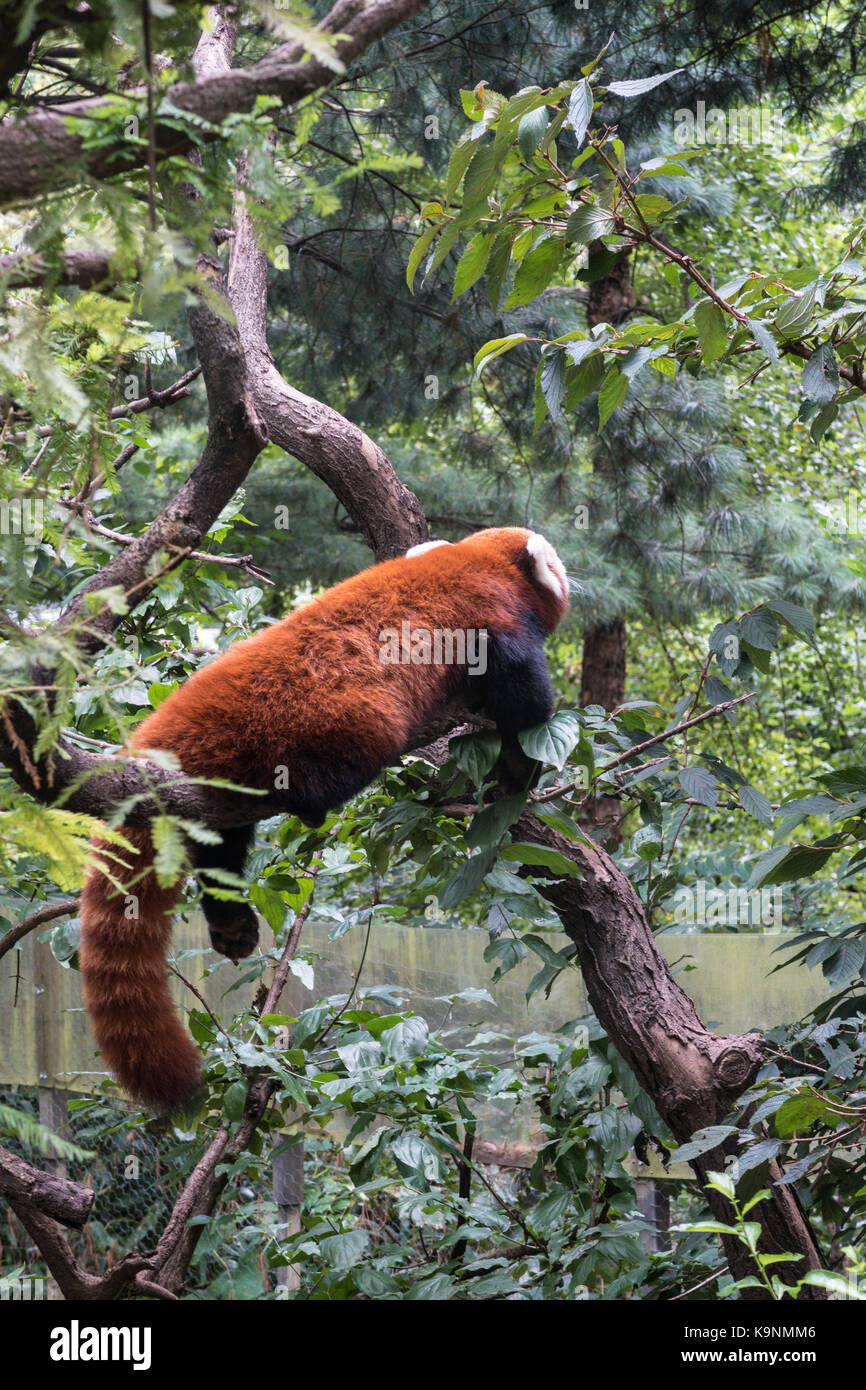 Panda rosso, Central Park Zoo, NYC, STATI UNITI D'AMERICA Foto Stock