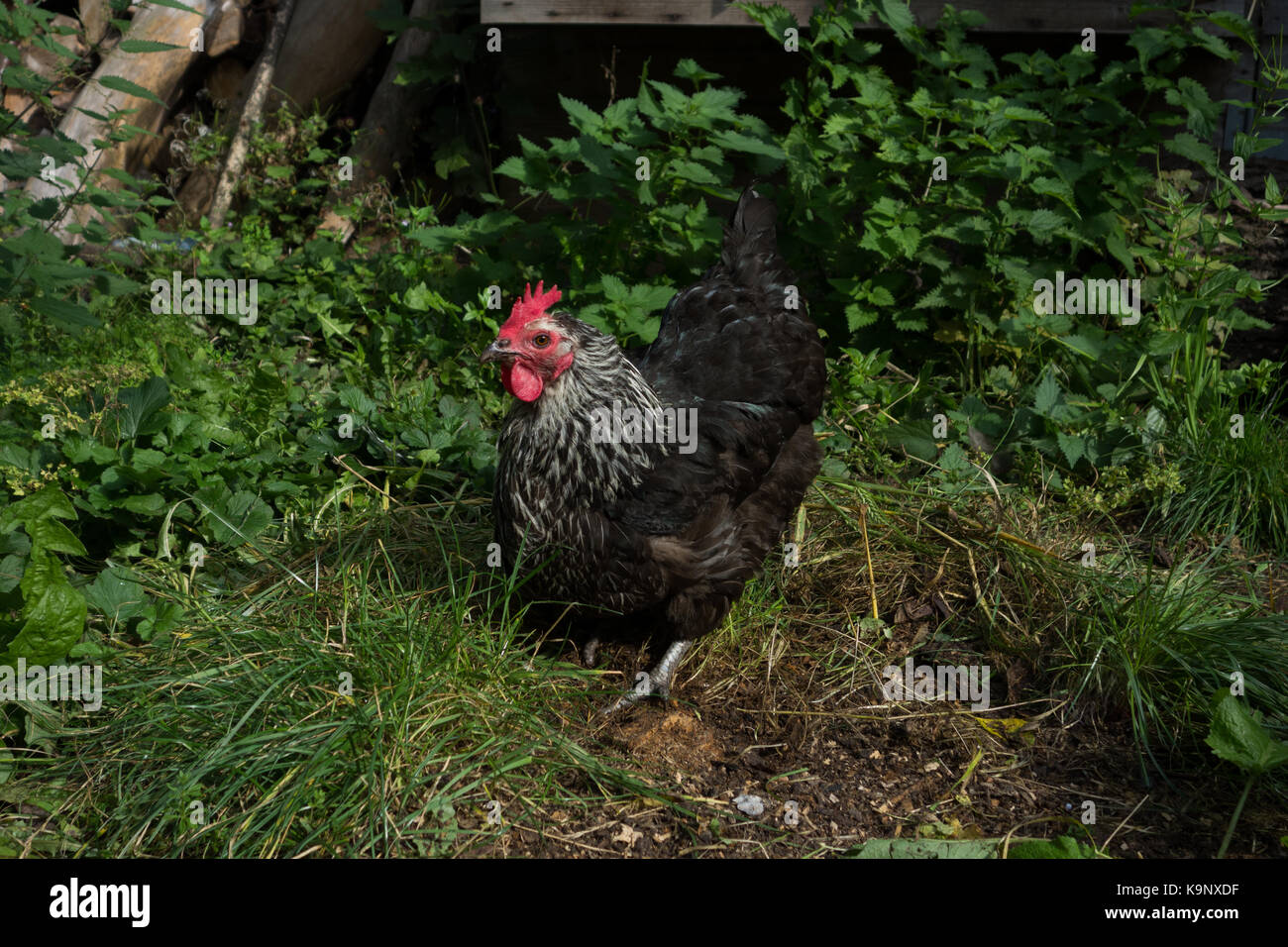 Speckledy pollo ibrido intervallo libero nel giardino sul retro. Regno Unito Foto Stock
