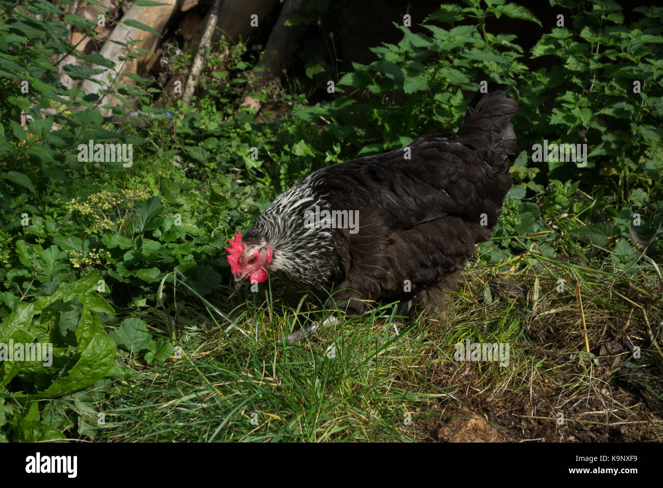 Speckledy pollo ibrido intervallo libero nel giardino sul retro. Regno Unito Foto Stock