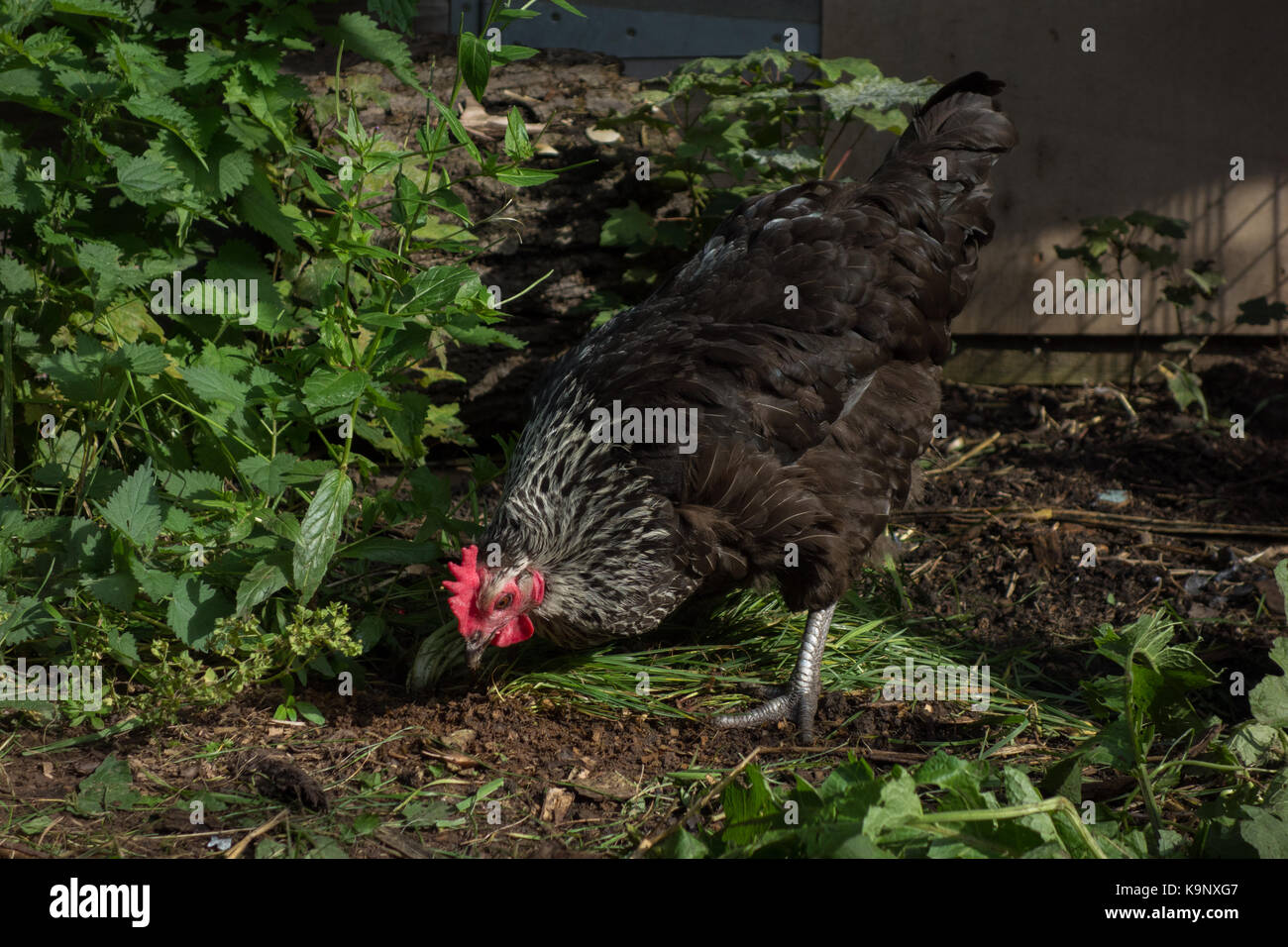 Singola gallina Speckledy rovistando nel giardino sul retro. Regno Unito Foto Stock
