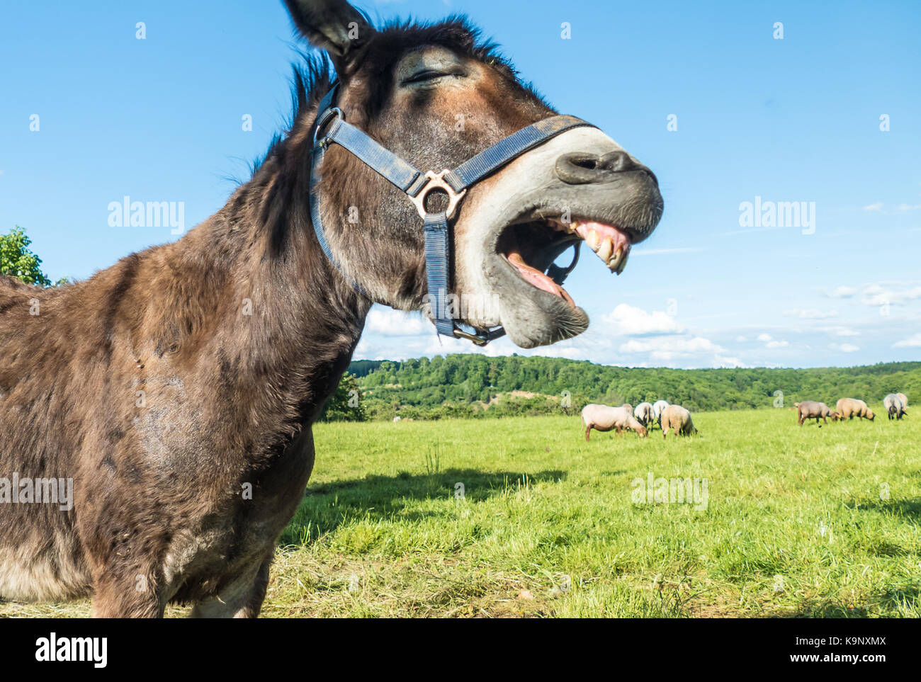 Divertente ridere asino volto nella parte anteriore del cielo blu e pecore in background Foto Stock
