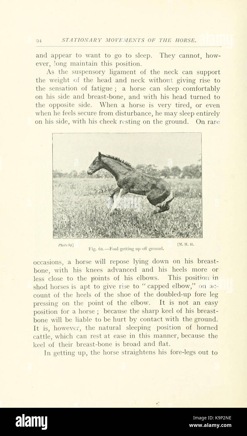 Punti del cavallo (pagina 94) BHL9406648 Foto Stock