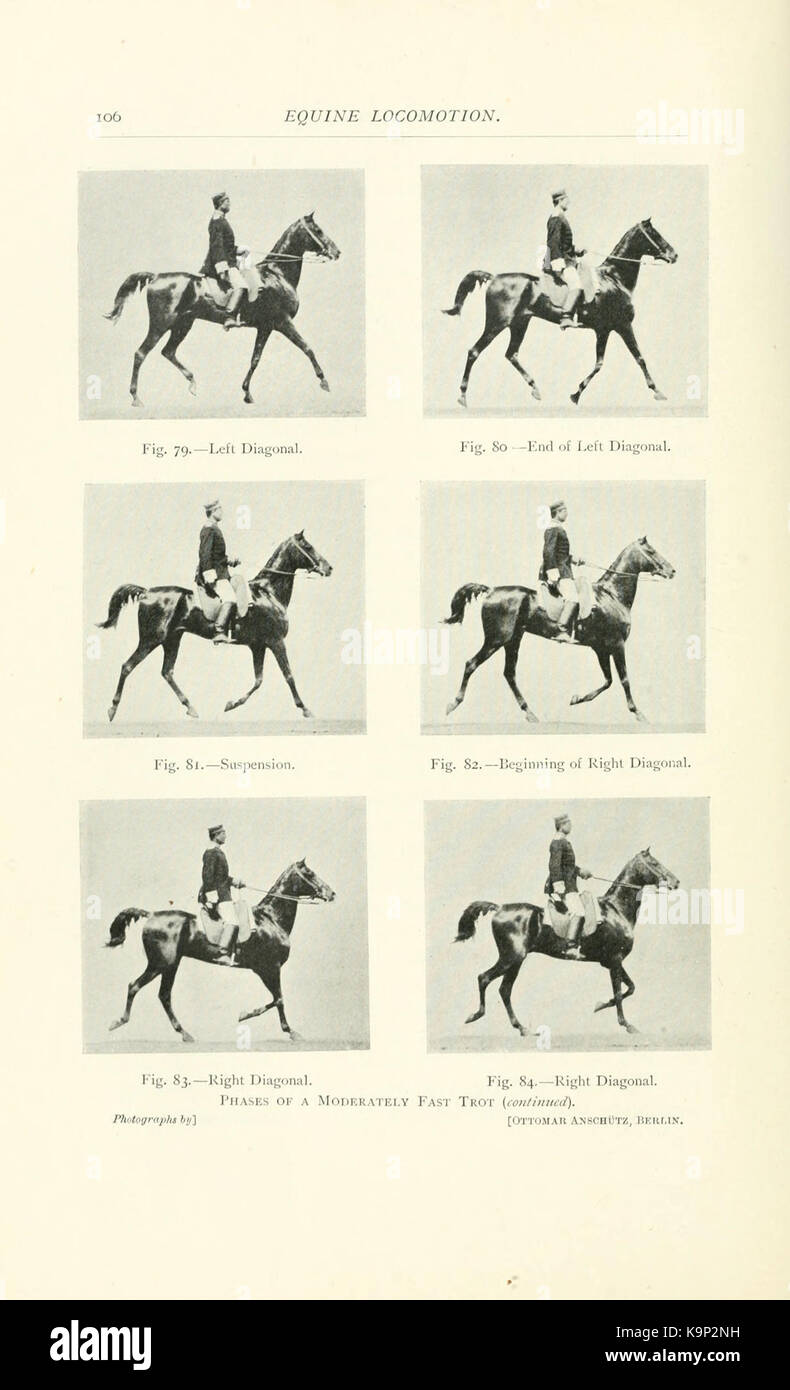 Punti del cavallo (pagina 106) BHL9406660 Foto Stock