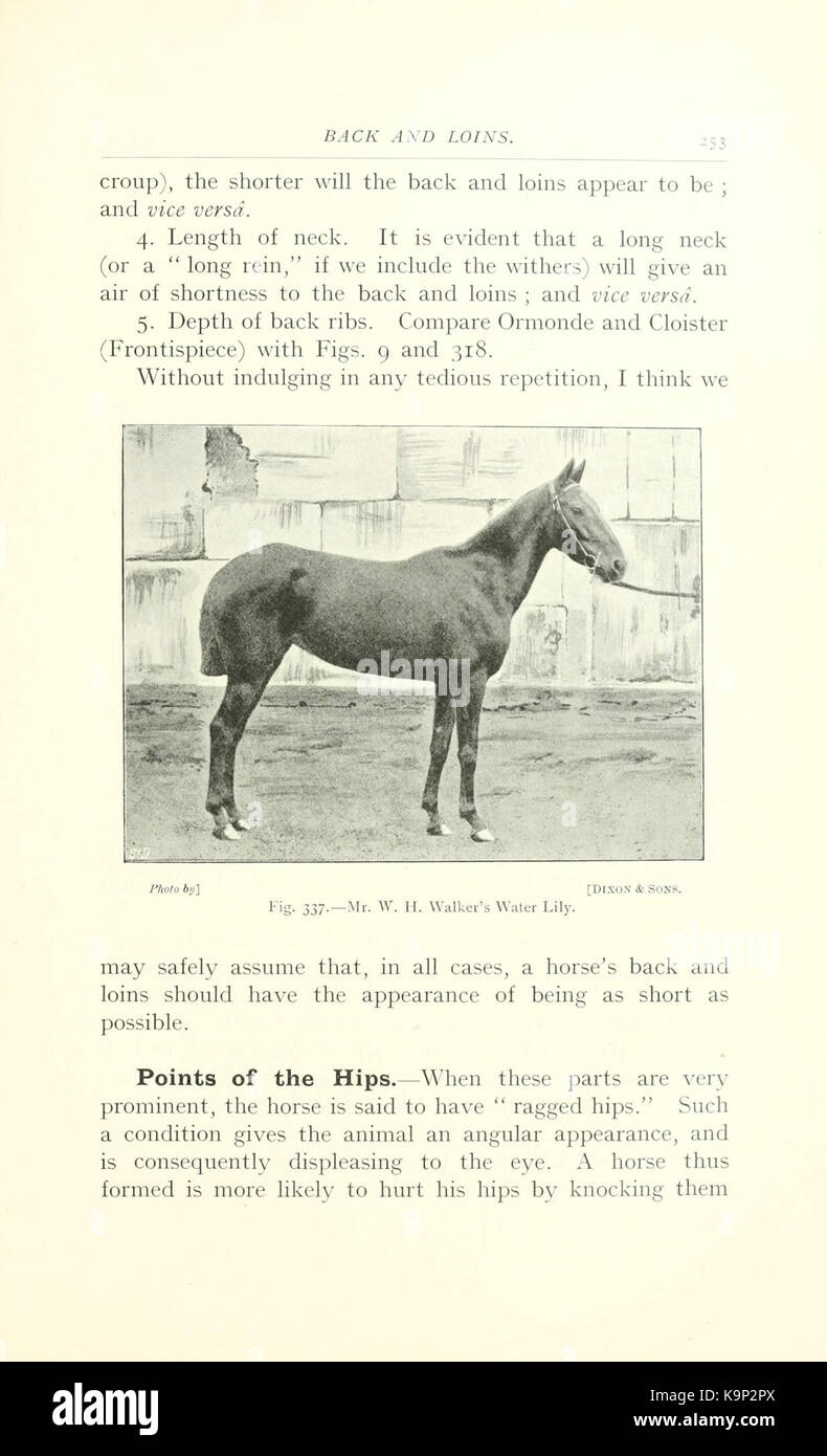 Punti di cavallo (pagina 253) BHL9406807 Foto Stock