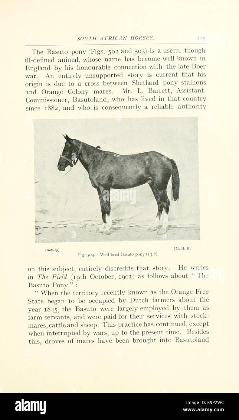 Punti del cavallo (pagina 495) BHL9407049 Foto Stock