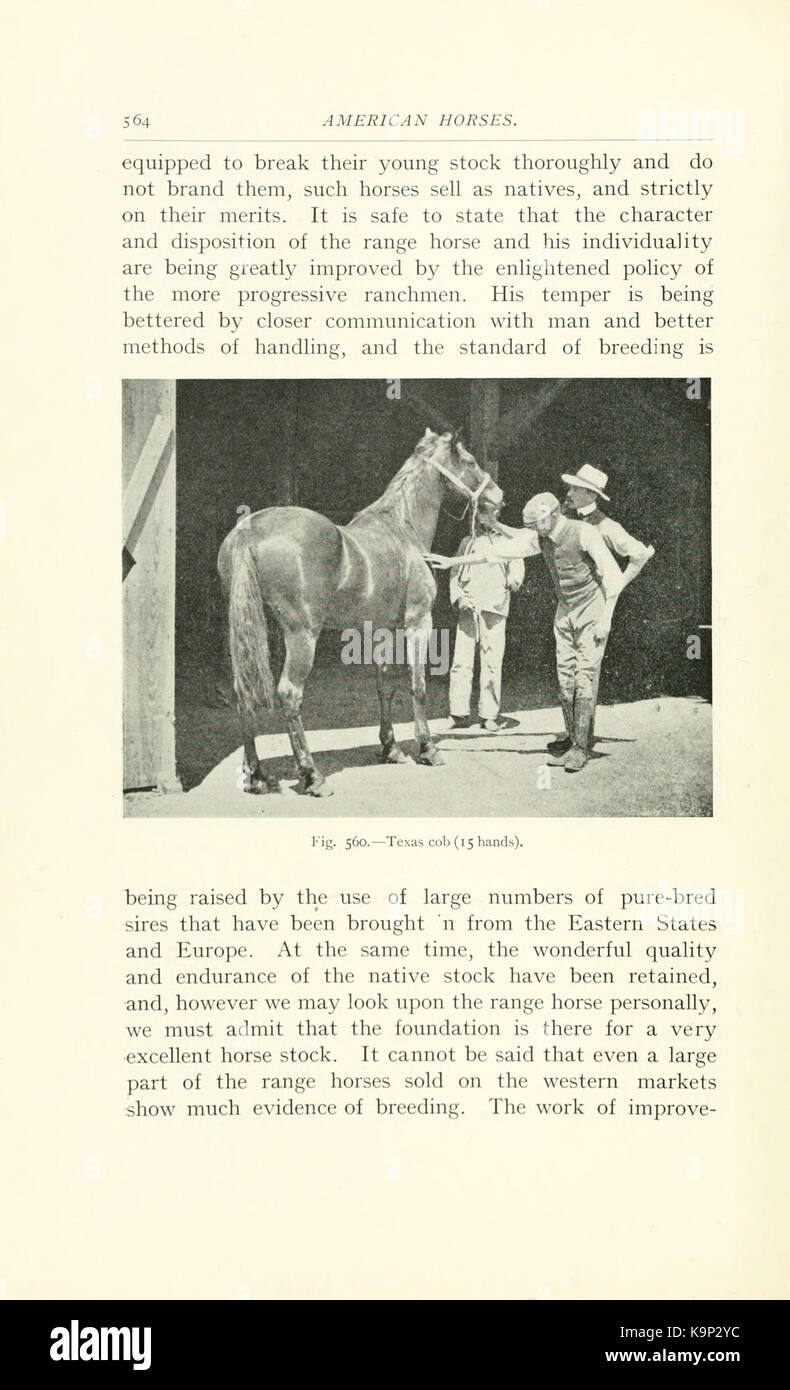 Punti di cavallo (pagina 564) BHL9407118 Foto Stock