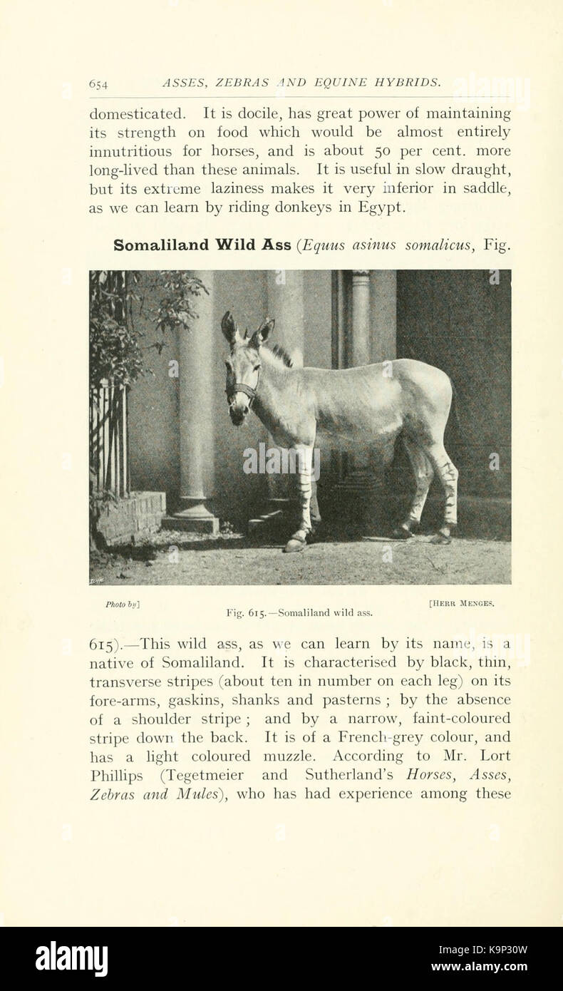 Punti di cavallo (pagina 654) BHL9407208 Foto Stock