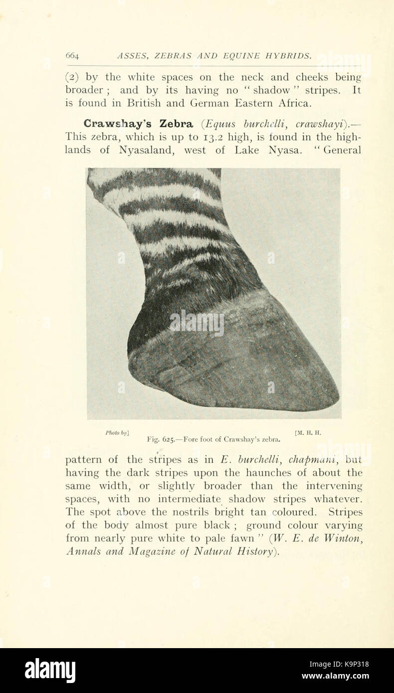 Punti di cavallo (pagina 664) BHL9407218 Foto Stock