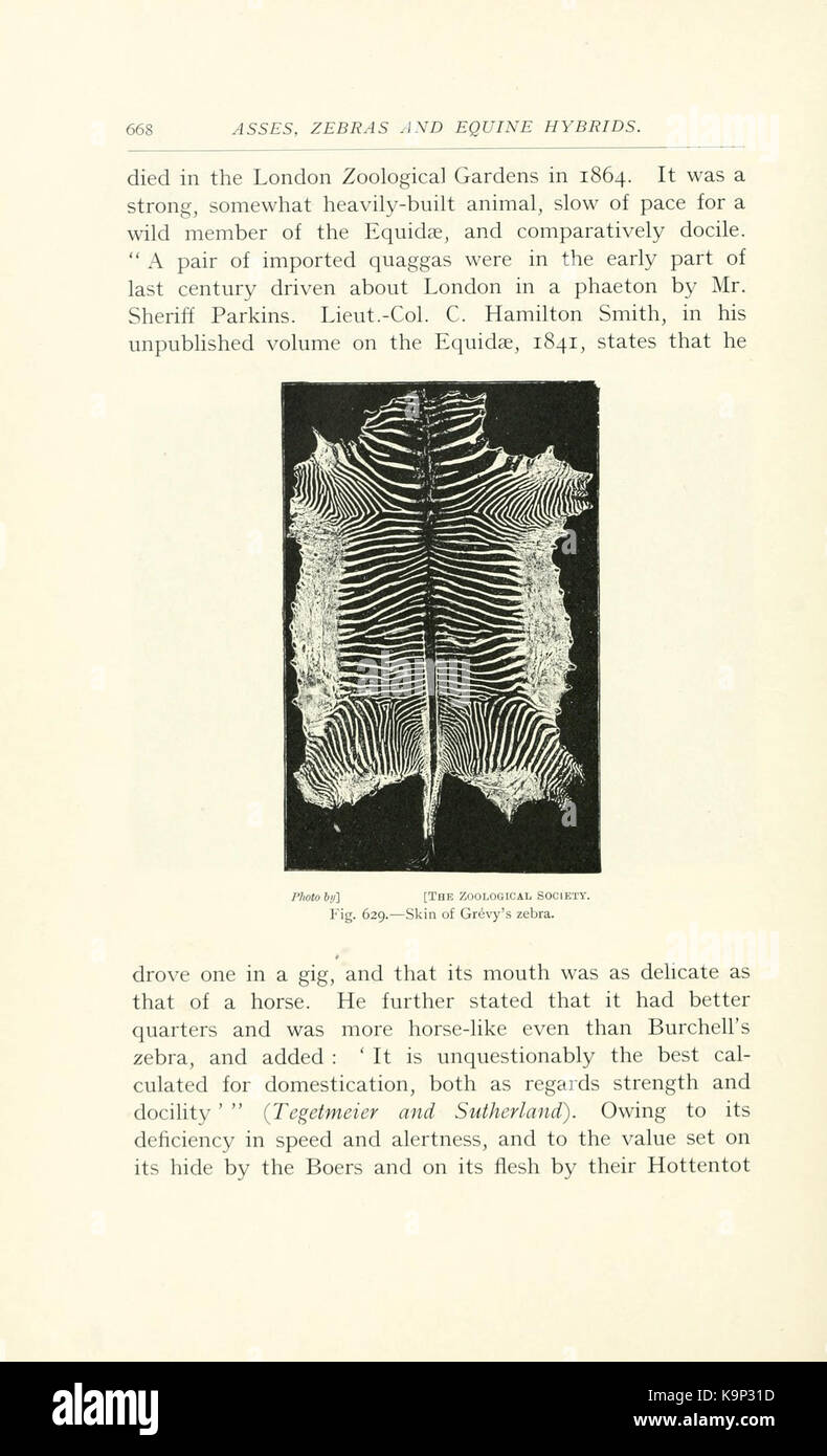 Punti di cavallo (pagina 668) BHL9407222 Foto Stock