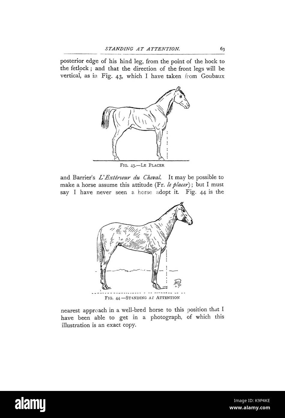 Punti del cavallo (pagina 63) BHL42451535 Foto Stock