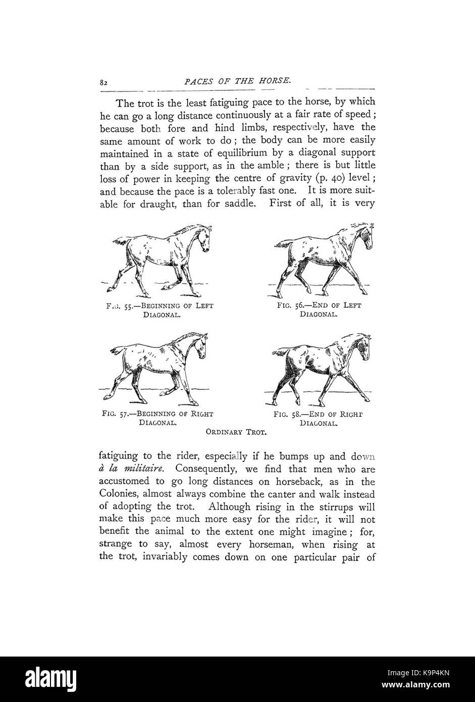 Punti del cavallo (pagina 82) BHL42451556 Foto Stock