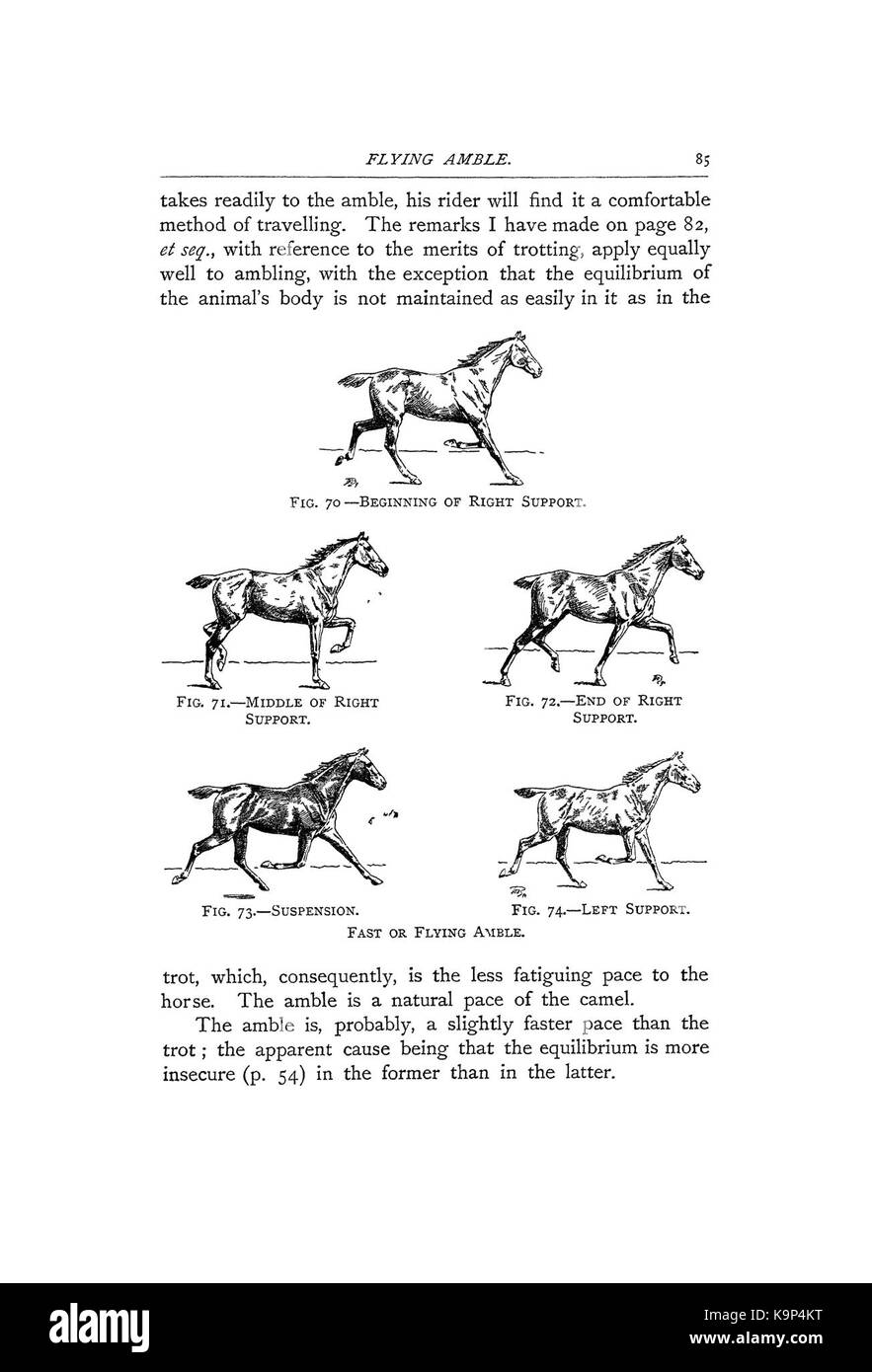 Punti del cavallo (pagina 85) BHL42451560 Foto Stock