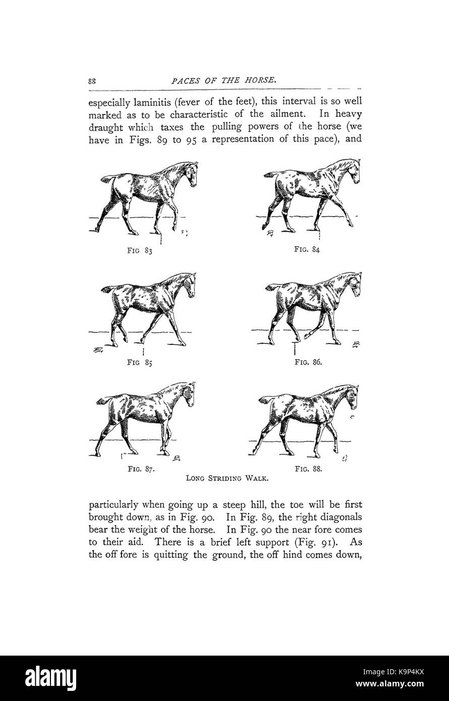 Punti del cavallo (pagina 88) BHL42451563 Foto Stock
