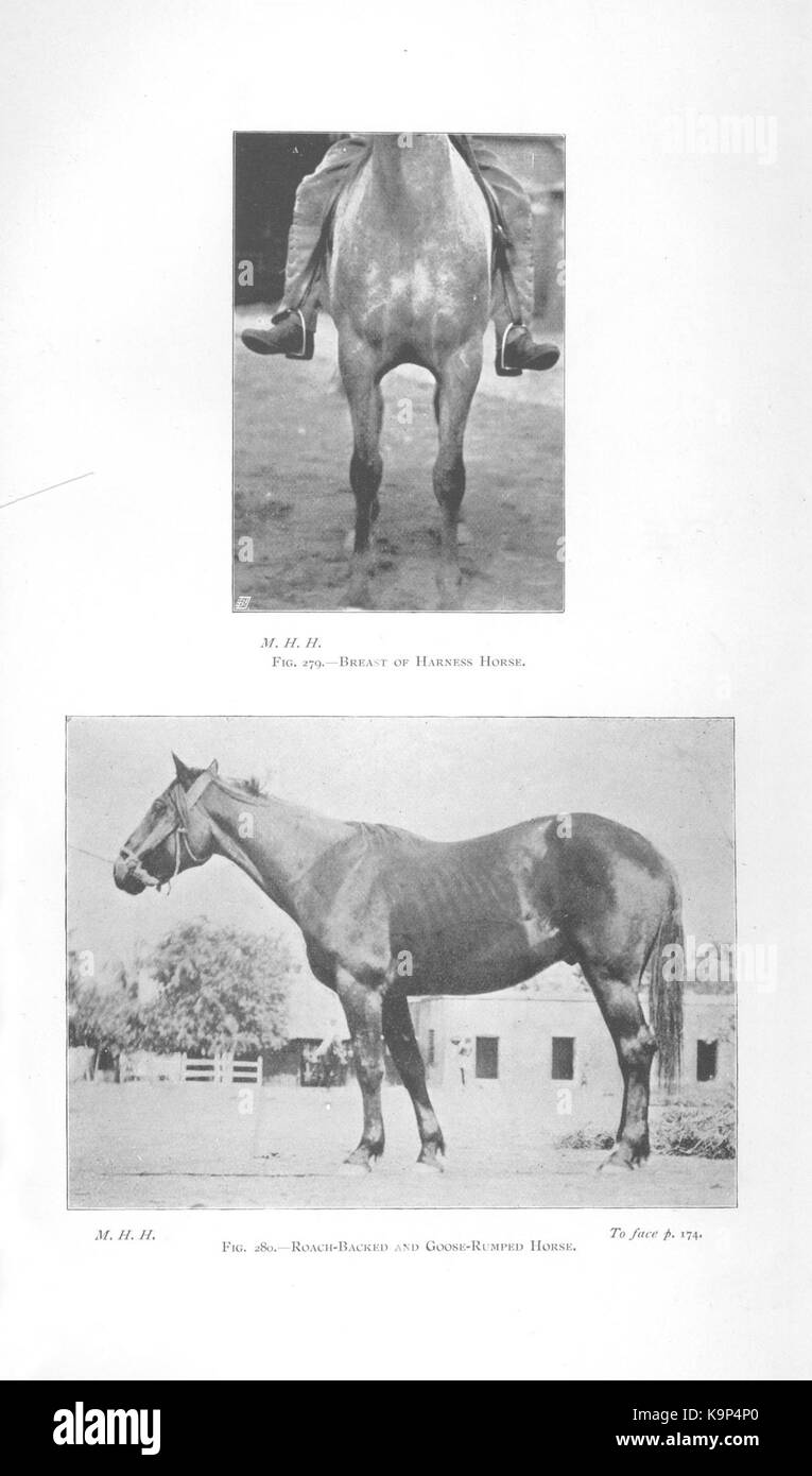 Punti di cavallo (pagina 174a) BHL42451677 Foto Stock