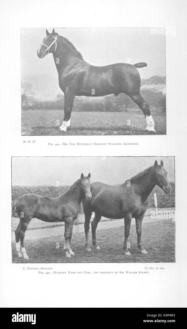 Punti di cavallo (pagina 264a) BHL42451791 Foto Stock