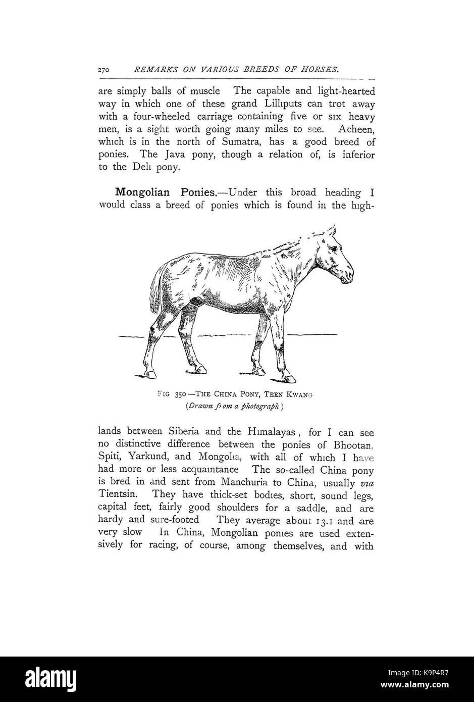 Punti del cavallo (pagina 270) BHL42451799 Foto Stock