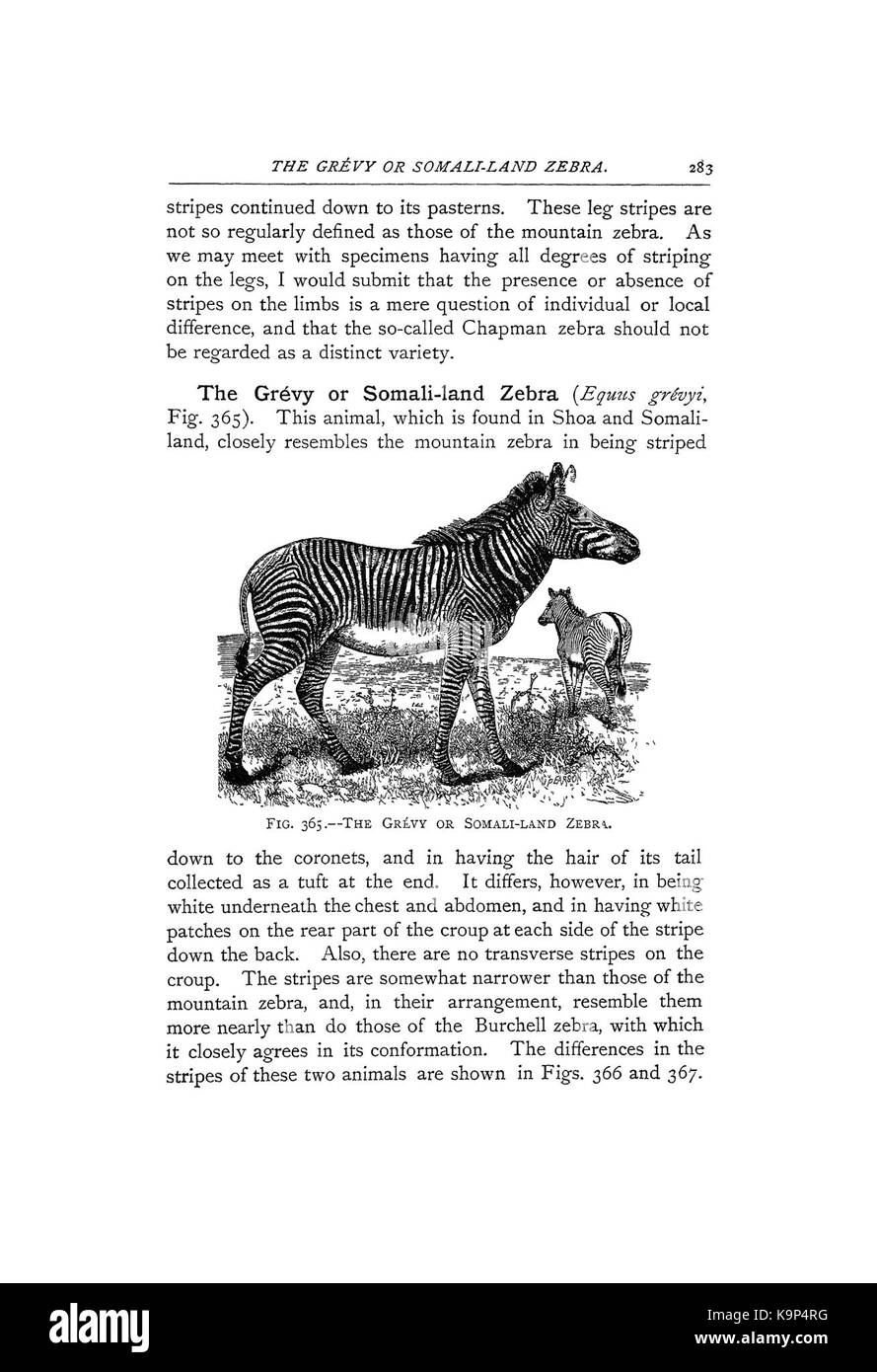 Punti del cavallo (pagina 283) BHL42451819 Foto Stock