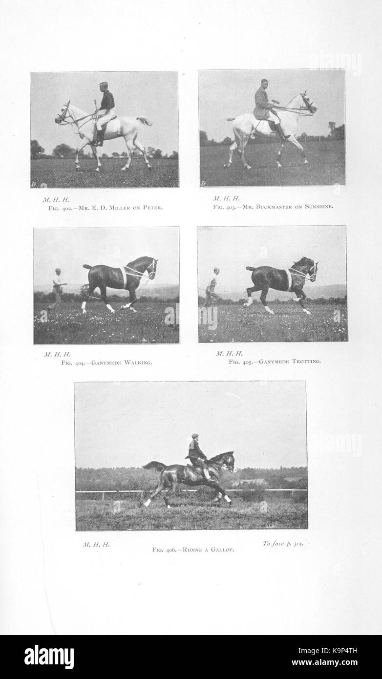 Punti di cavallo (pagina 314a) BHL42451856 Foto Stock