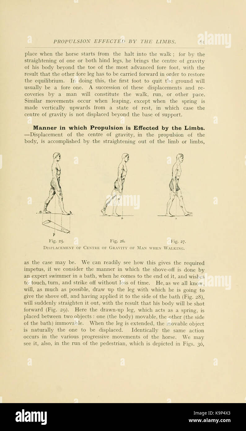 Punti del cavallo (pagina 61) BHL21342885 Foto Stock