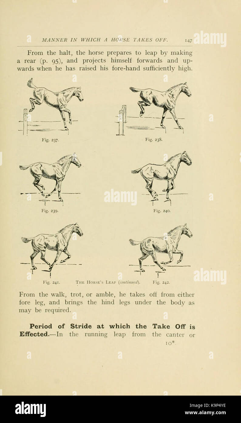 Punti del cavallo (pagina 147) BHL21342971 Foto Stock