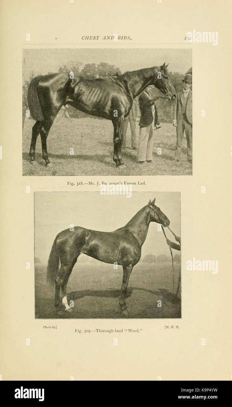 Punti di cavallo (pagina 231) BHL21343055 Foto Stock