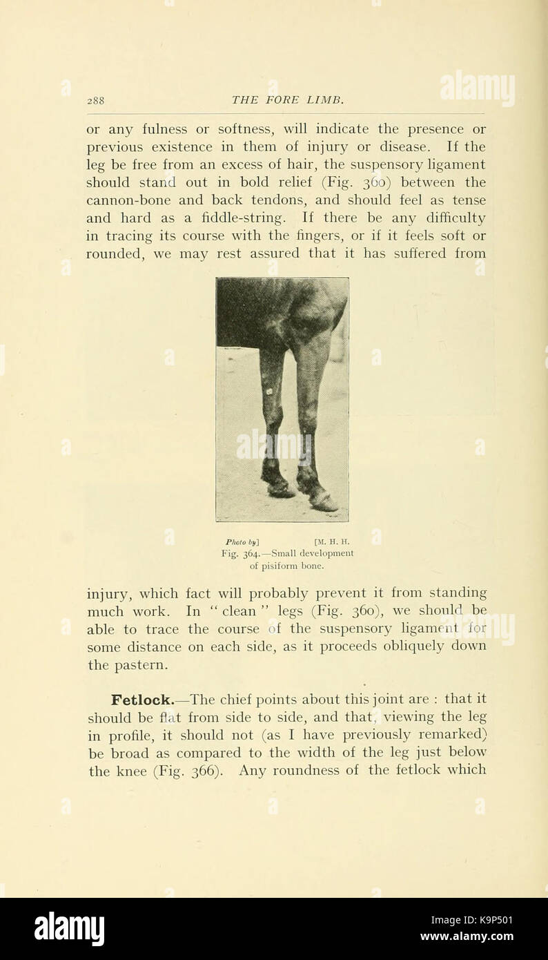 Punti del cavallo (pagina 288) BHL21343112 Foto Stock