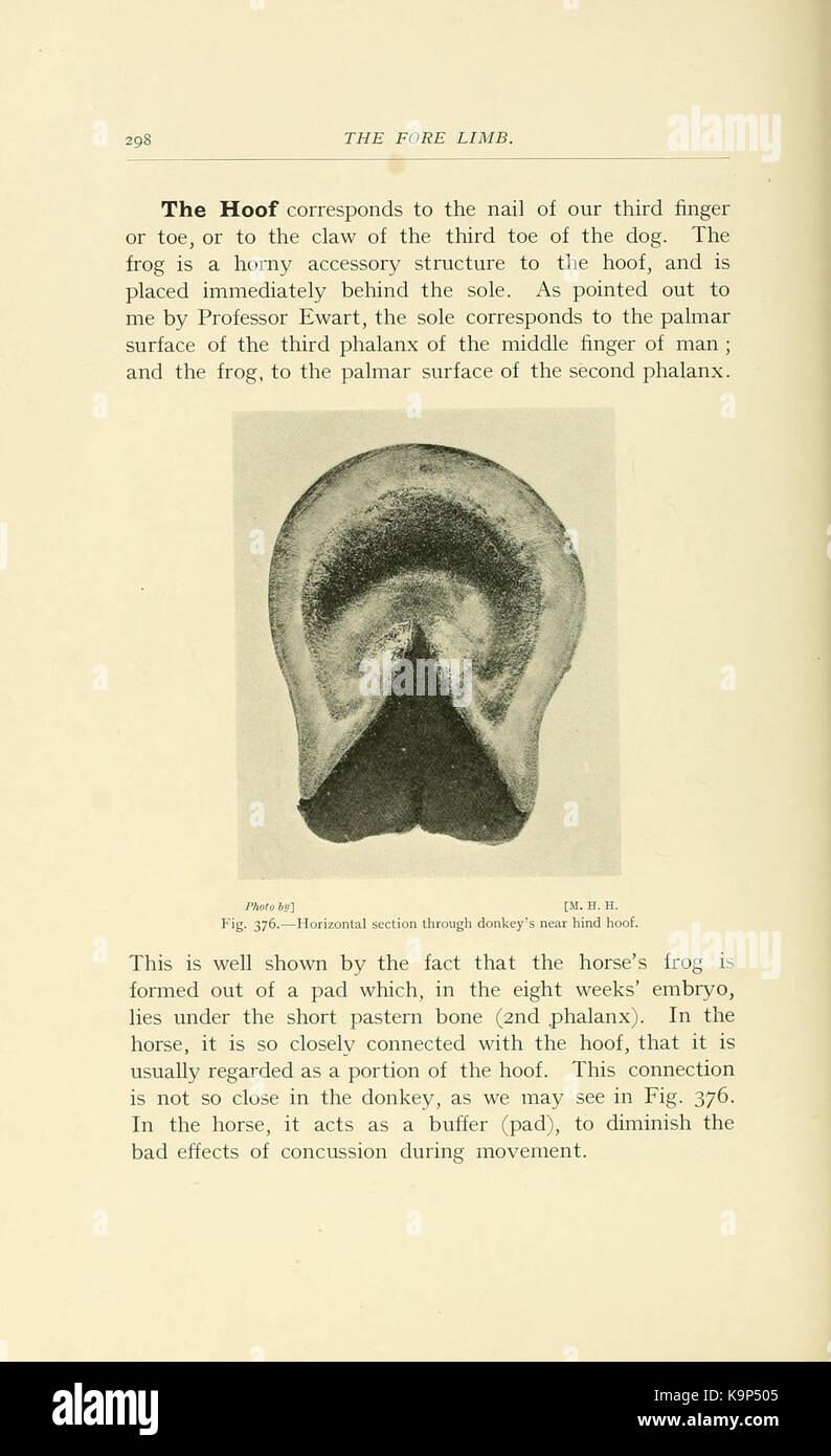 Punti del cavallo (pagina 298) BHL21343122 Foto Stock