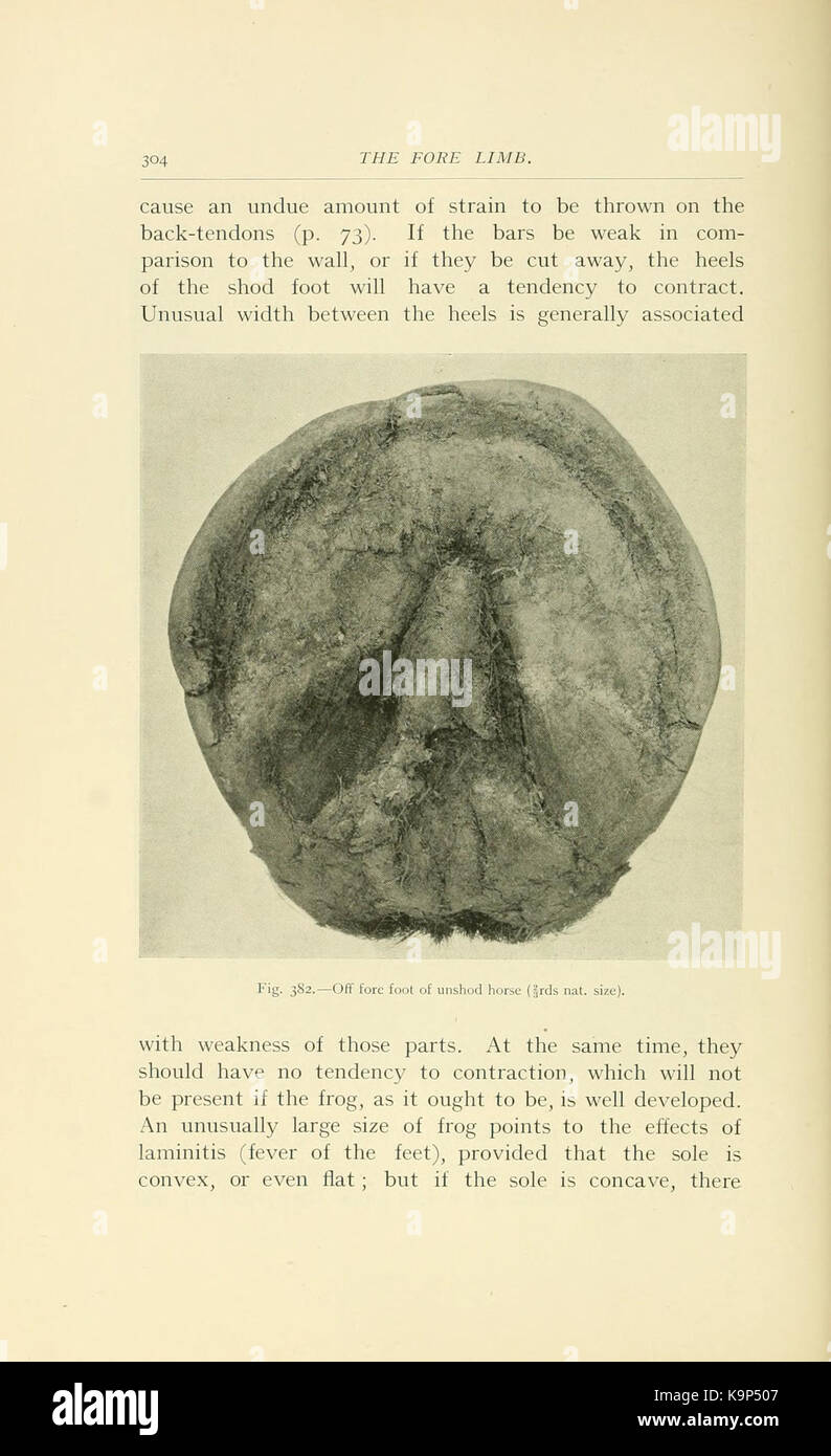 Punti del cavallo (pagina 304) BHL21343128 Foto Stock