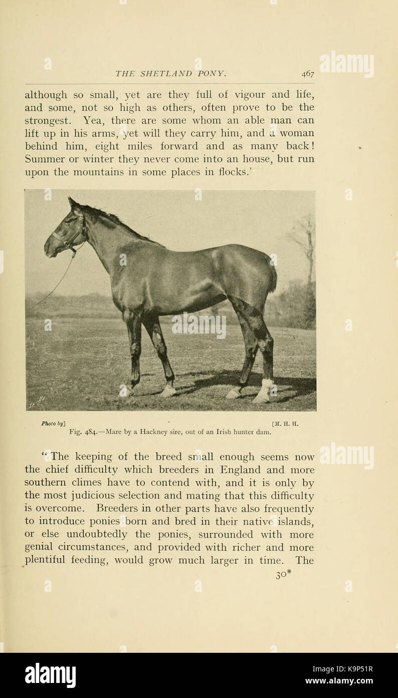 Punti di cavallo (pagina 467) BHL21343291 Foto Stock