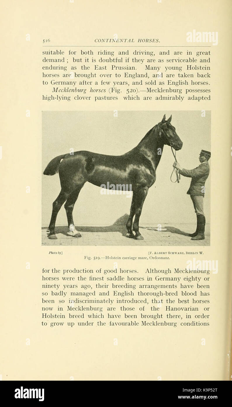 Punti di cavallo (pagina 516) BHL21343340 Foto Stock