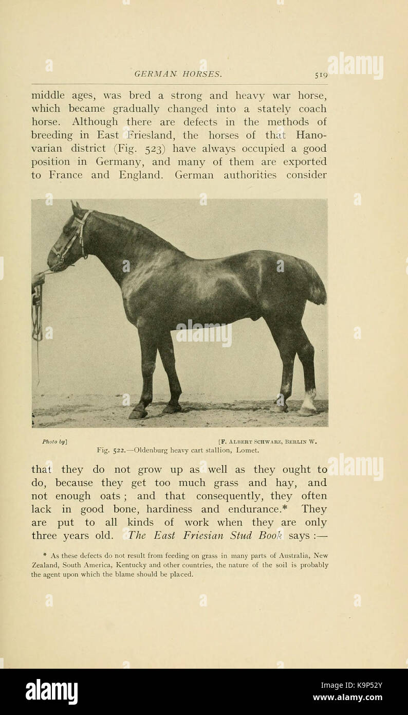 Punti di cavallo (pagina 519) BHL21343343 Foto Stock