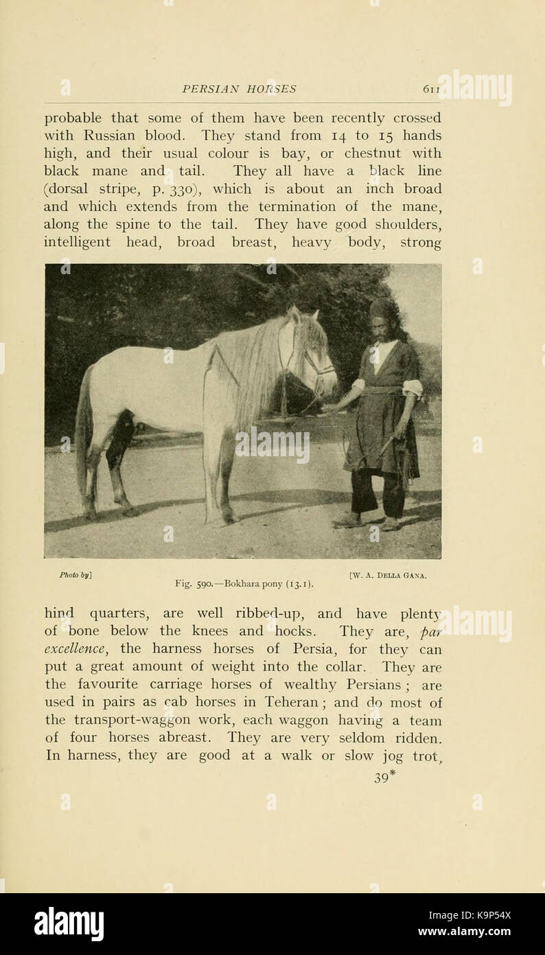 Punti di cavallo (pagina 611) BHL21343435 Foto Stock