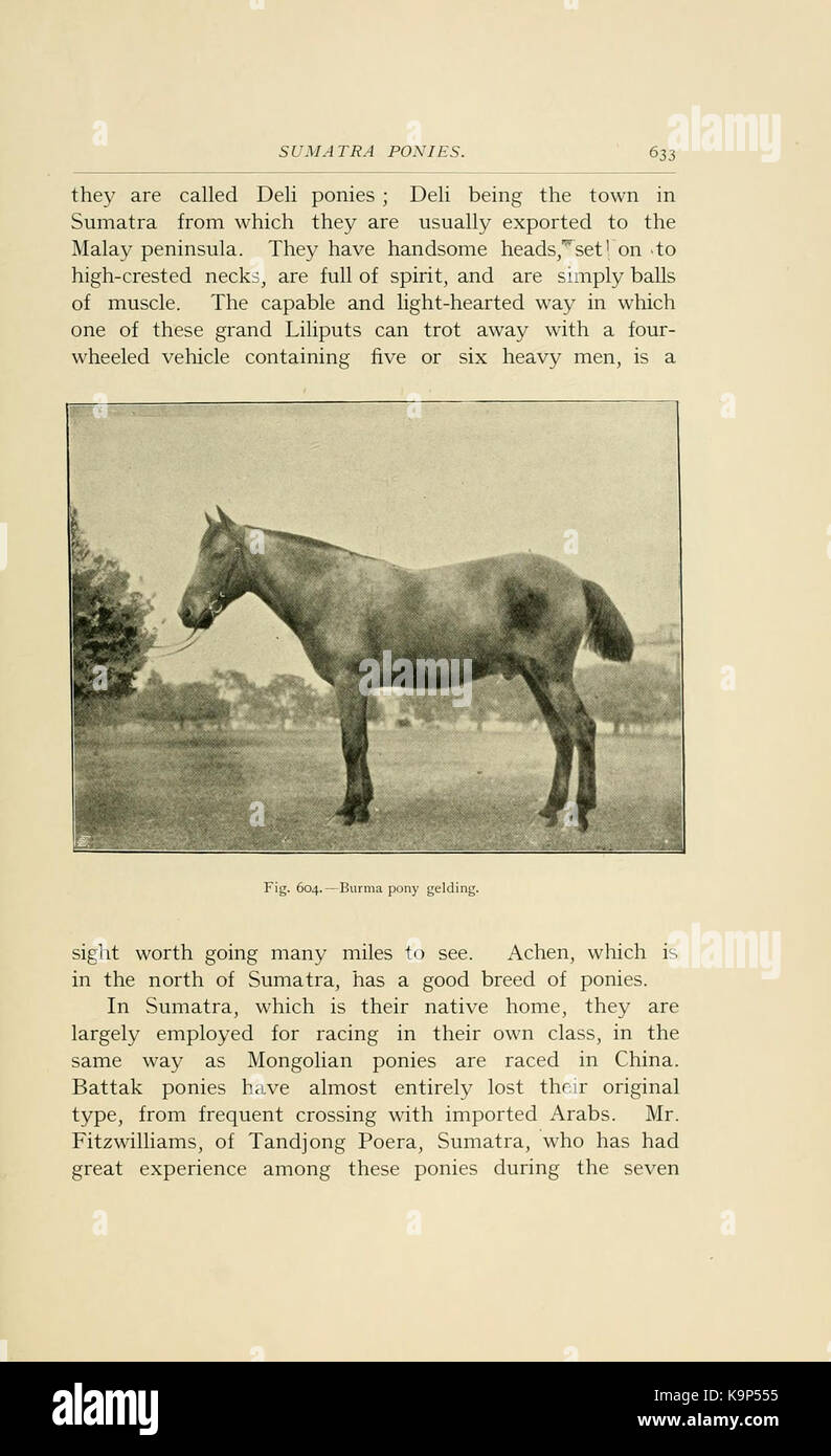 Punti di cavallo (pagina 633) BHL21343457 Foto Stock