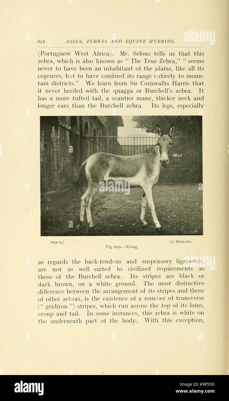 Punti di cavallo (pagina 658) BHL21343482 Foto Stock