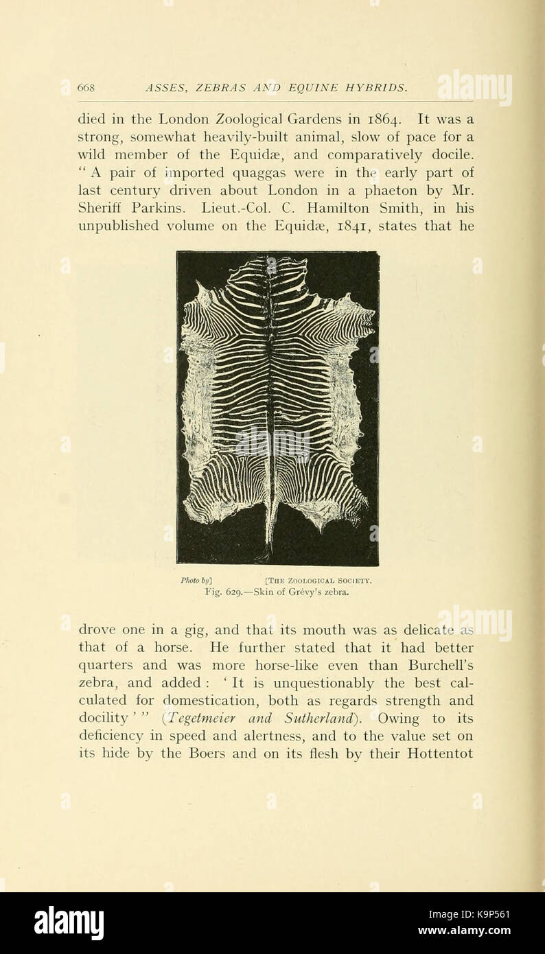 Punti di cavallo (pagina 668) BHL21343492 Foto Stock