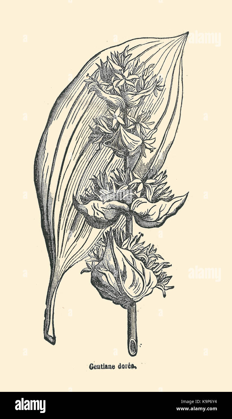 Plantes usuelles Ysabeau 1878 gentiane jaune Foto Stock