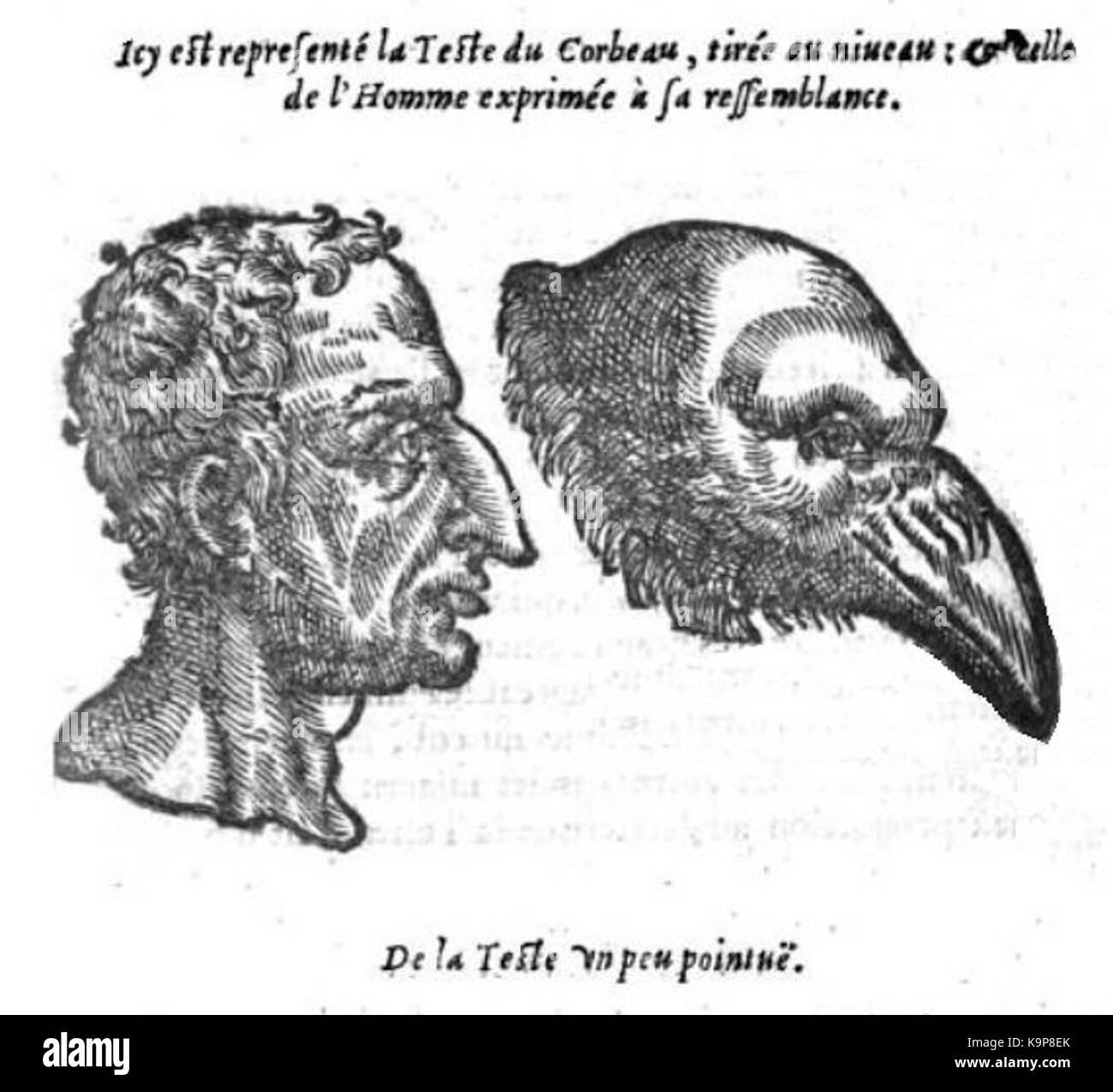 Physiognomonie Corbeau si riferisce allo studio delle caratteristiche fisiche dei corvi, probabilmente nel contesto della fisiognomia, la scienza dell'interpretazione delle caratteristiche facciali. Questo titolo suggerisce un'analisi dei tratti fisici dei corvi. Foto Stock