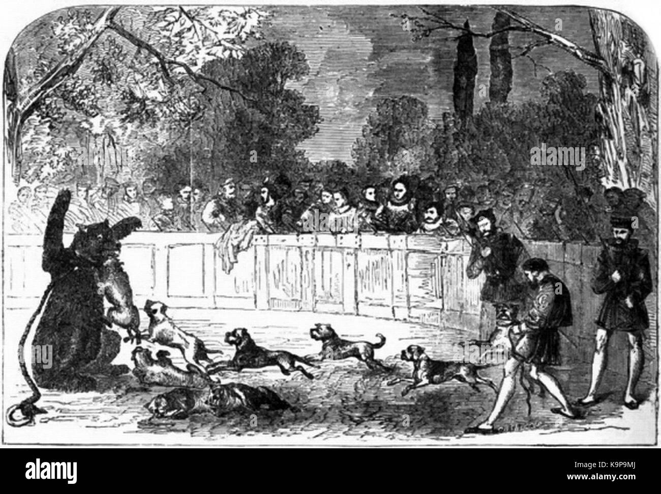 Un'illustrazione o un resoconto storico dell'esca degli orsi, uno sport popolare ma controverso durante il regno della regina Elisabetta i, che mette in evidenza la brutalità della pratica e il suo posto nell'intrattenimento elisabettiano. Foto Stock