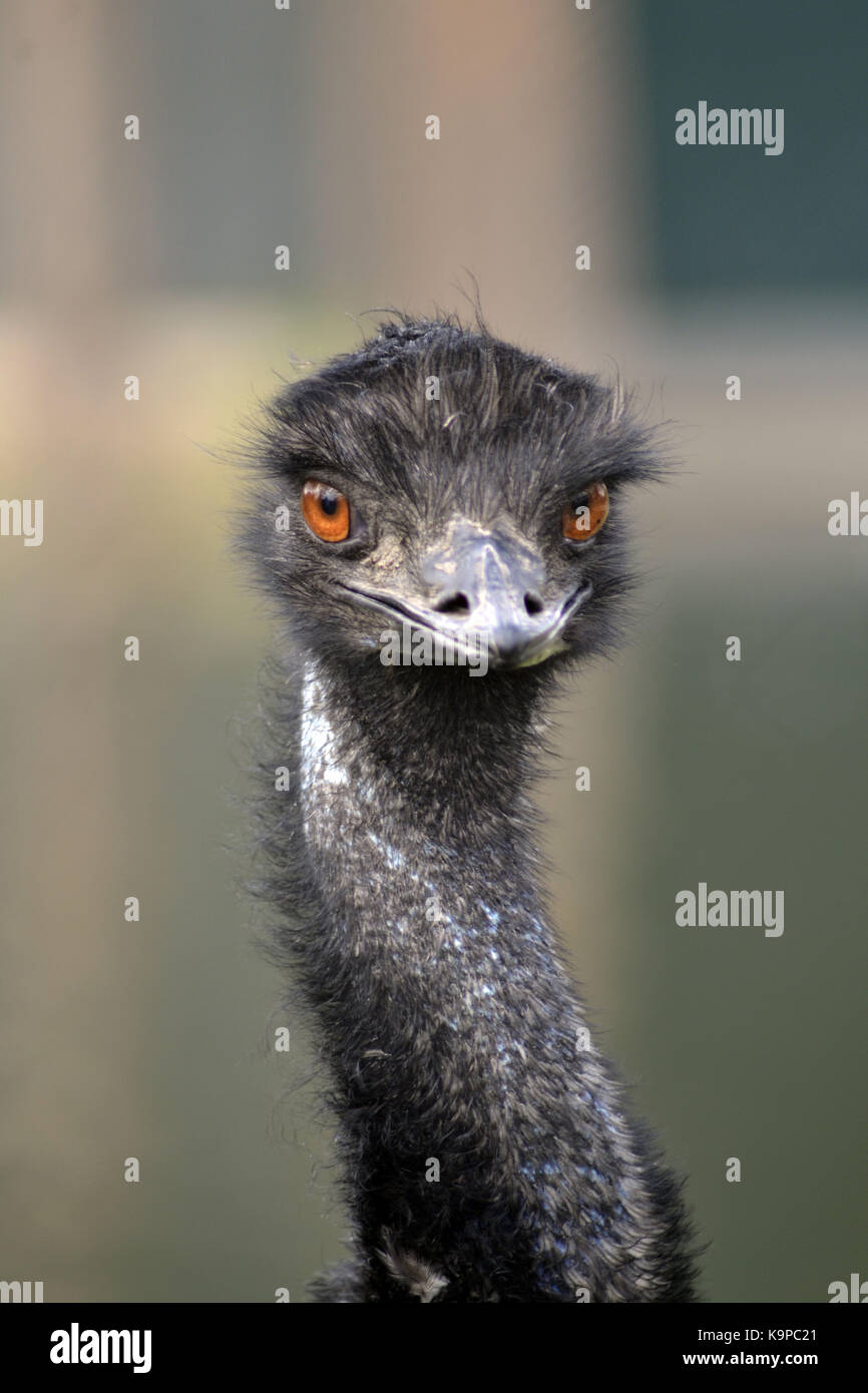 Ritratto di una UEM allo zoo Foto Stock