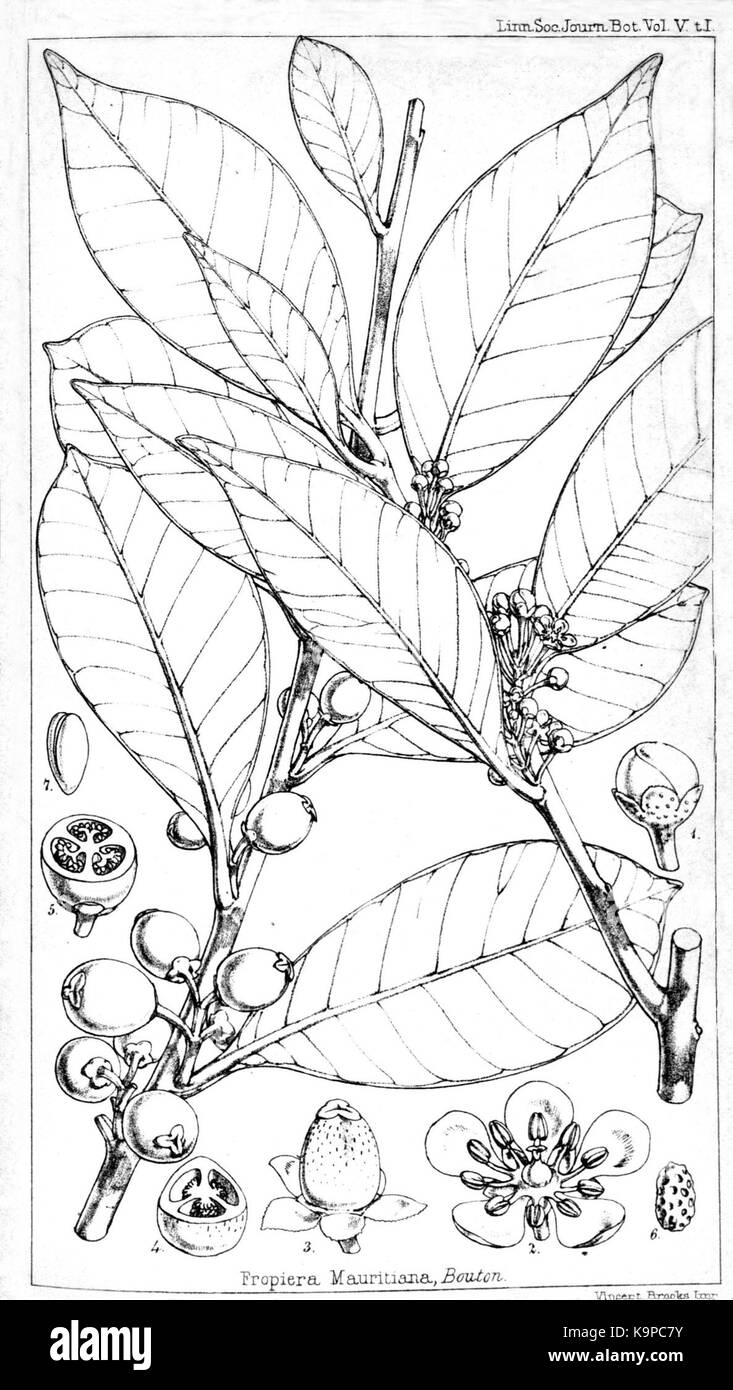 Per "Psiloxylon 72" si intende una specie o un genere specifico di piante, eventualmente correlato a studi botanici o a una classificazione delle piante. Questo nome può indicare una particolare pianta che fa parte di uno studio tassonomico o di una collezione più ampia. Il contesto preciso di "Psiloxylon" dipende dal suo utilizzo nella documentazione scientifica o botanica. Foto Stock