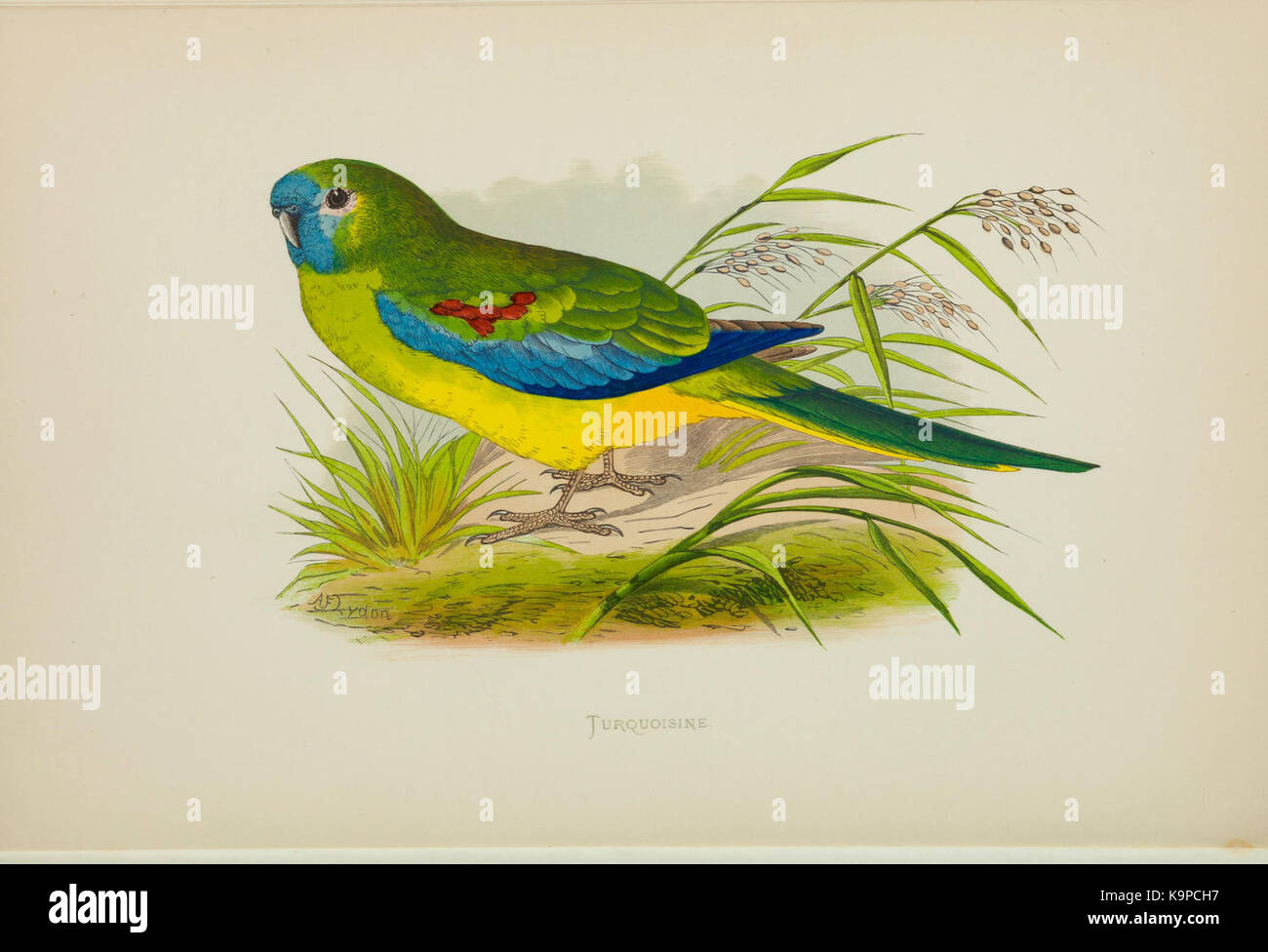 Un'illustrazione tratta da un volume sui pappagalli in cattività, che mostra specificamente il pappagallo turchoisino. Questo pezzo fa parte di uno studio dettagliato sulle specie di uccelli in cattività. Foto Stock Un'illustrazione tratta da un volume sui pappagalli in cattività, che mostra specificamente il pappagallo turchoisino. Questo pezzo fa parte di uno studio dettagliato sulle specie di uccelli in cattività. Foto Stock