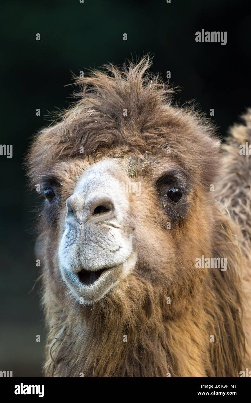 Vista frontale primo piano, Bactriano cammello (Camelus bactrianus) isolato all'aperto in cattività, stellato, labbra purse per cantare o baciare! Animale divertente. Foto Stock