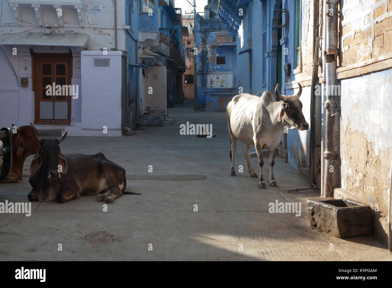 Mucca di oziare e ambling attraverso un piccolo villaggio, Rajasthan in India Foto Stock