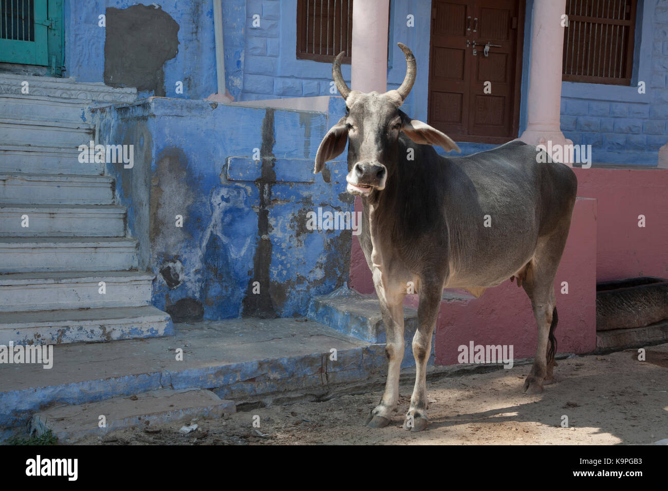 Mucca di oziare e ambling attraverso un piccolo villaggio, Rajasthan in India Foto Stock