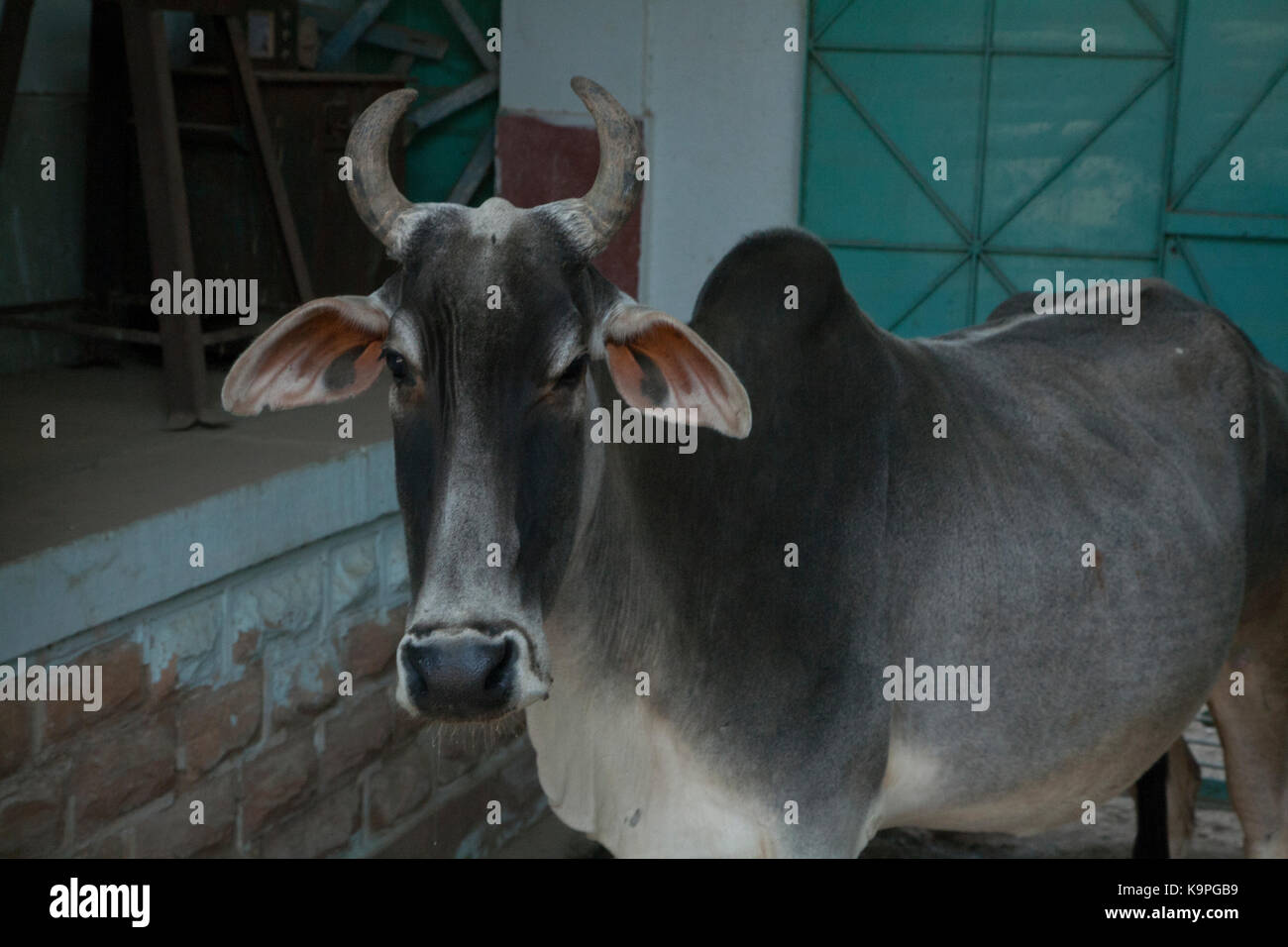 Ritratto di una vacca , Rajasthan in India Foto Stock