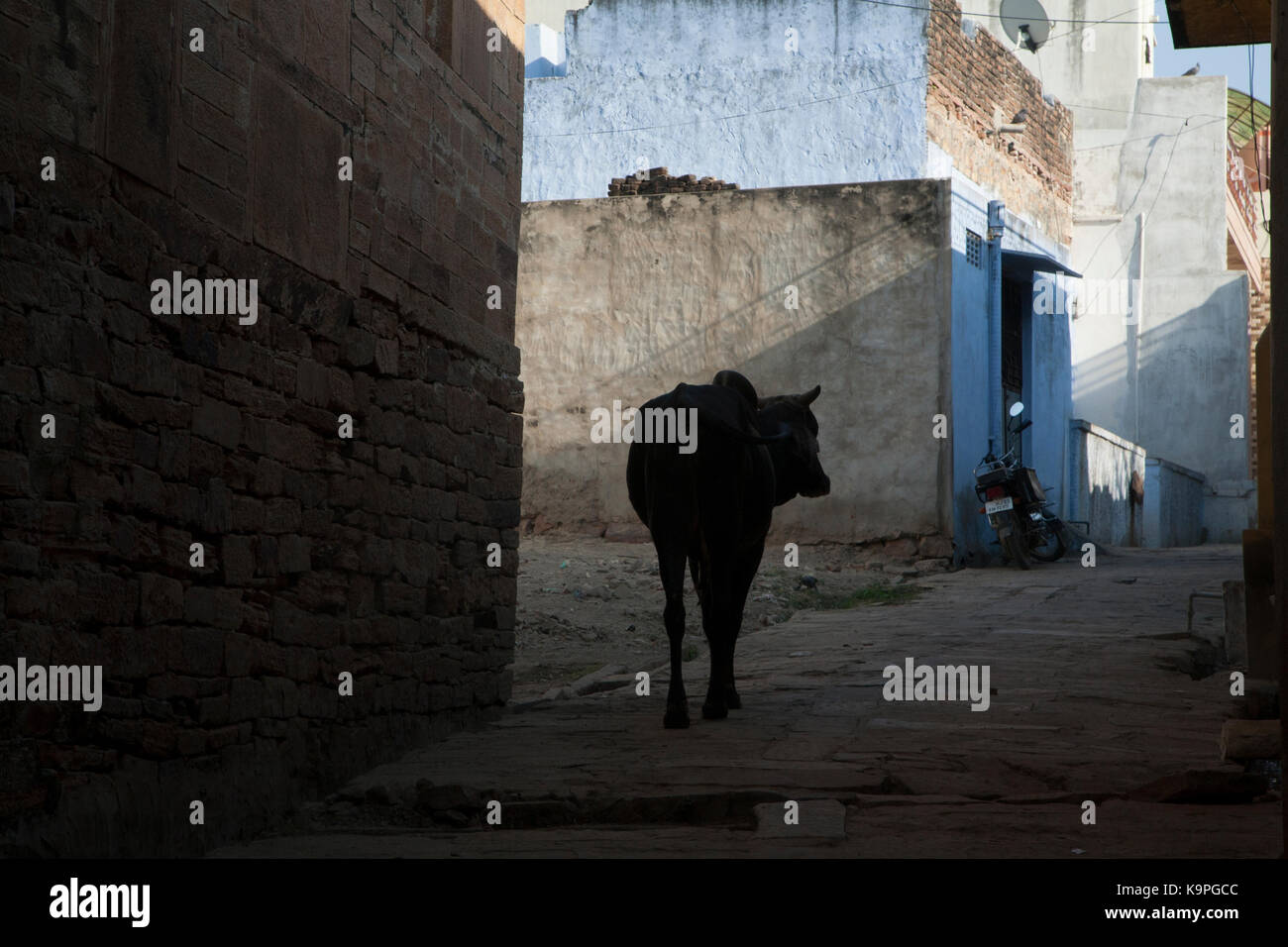 Mucca vagare attraverso un piccolo villaggio indiano, Rajasthan in India Foto Stock
