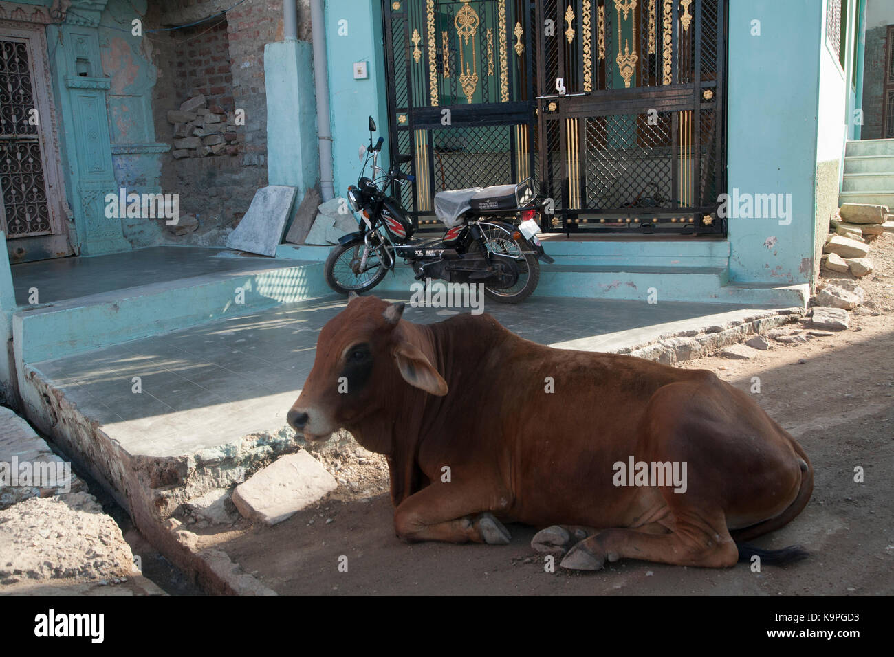 Mucca rilassante di un piccolo villaggio indiano, rajsthan Foto Stock