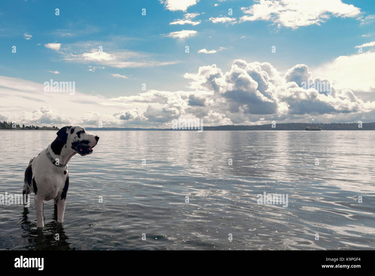 Magnifico arlecchino alano cane in mare alla ricerca a destra sotto la splendida parzialmente nuvoloso sky Foto Stock