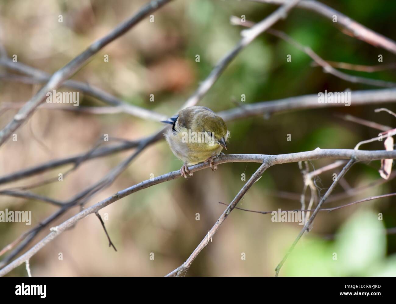 American cardellino (spinus tristis) maschio non piumaggio di allevamento Foto Stock